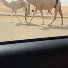 خلفه شقحا باتليه