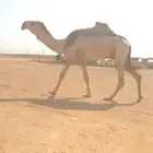 قعود فحل
