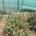 شتلات جهنميه وياسمين هندي