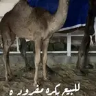 مفروده طيبه