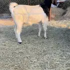 عنز دافع مفحوصه سونار وفيها ثنين