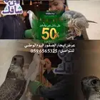 االلايجار الصقور مع الصقار الحق ماتلحق تحطيم السعار