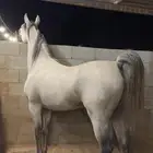 حصان واهو مكس جمال ركوب