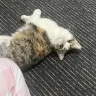 قطه لتبني