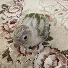 ببغاء فرخ صين كنيور أناناس