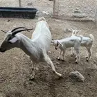 شاة مقنى معها ذكر وأنثى