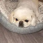 كلبه انثى بيكنيز