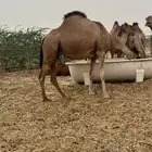 لقحه حمراء