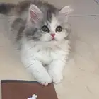 قطوه