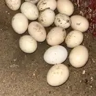 اعرضلكم دجاجه بلديه أصيله وديك هندي وكلها زغاليل إلا بي