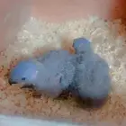 فروخ لوري رمبو