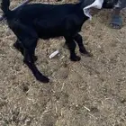 دواغير تيوس العدد3