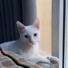 قط ابيض بلدي للتبني