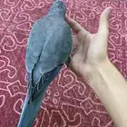 كويكر هدد داخلي