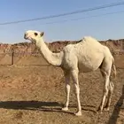قعود طيب فحل