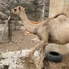 بكره العمر 9 شهور منوت القاني