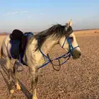 خيل