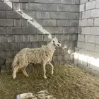 نعجه