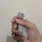 فرخ كنيور يلو سايد