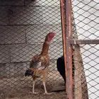 طقم سندي فاخر