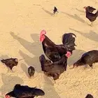 دجاج بلدي اسود