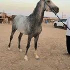 حصان جزيري