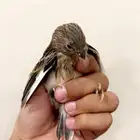 فرخ كناري