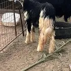 خروف نجدي صنف