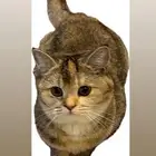 سكوتش استريت