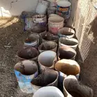 مستلزمات طيور