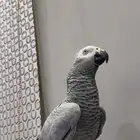 كاسكو متكلم على اليد