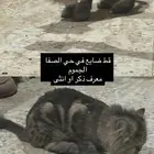 قط ضائع موجود بالجموم