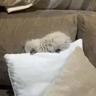 كيتن للبيع راغدول