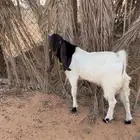 تيس ست شهور مغلق وابوه صنف