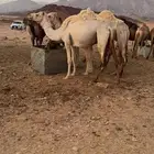 ناقه للبيع
