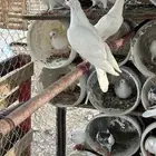 حمام فرنسي
