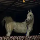 حصان عربي اصيل