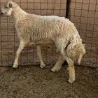 خروف حري فحل