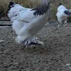 براهما كولومبي