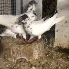 حمام باكستاني
