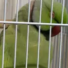 درتين هندية ذكر اليف وأنثى - ذكر روز اليف