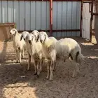 خرفان العدد 5