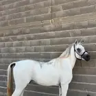 حصان شعبي فاخر