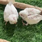 فروخ كويكر البينو