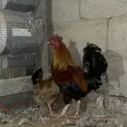 للبيع ديك طيب