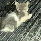 بس ام شيرازيه وابوه شيرازي