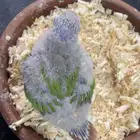 كنيور فرخ