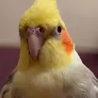 عصفور كروان مباع