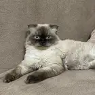 قط تبني