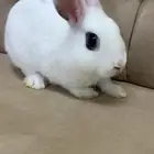 ارانب هولندي لاند اقزام